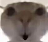 萌宠 猫咪 吃惊 呆萌 可爱
