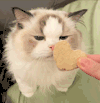萌宠 猫咪 饼干 呆萌 可爱