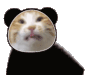 猫咪 搞怪 沙雕 逗