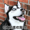 情侣 沙雕 你喜欢我吗 喜欢我吗 你喜欢我吗? 那你喜欢我吗 你是不是喜欢我 我知道你喜欢我