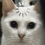 萌宠 猫咪 思考 呆萌 可爱