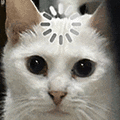 萌宠 猫咪 思考 呆萌 可爱