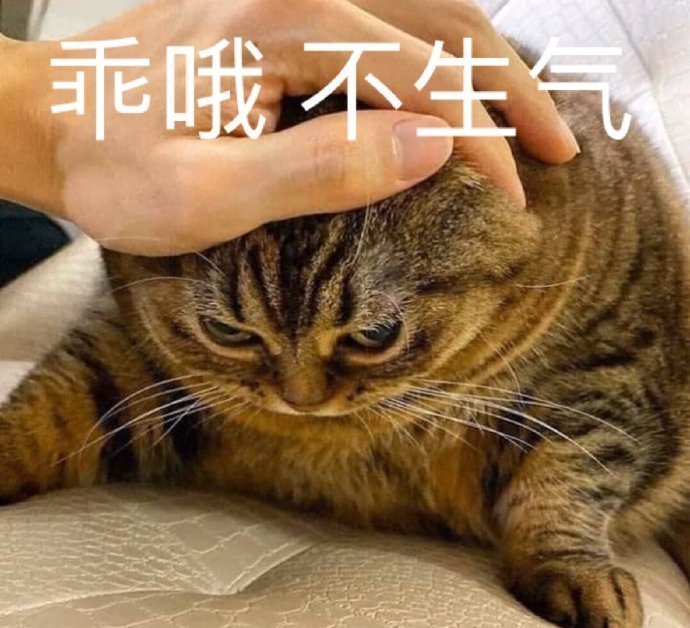 萌宠 猫星人 乖哦 不生气 呆萌 可爱