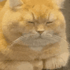 萌宠 猫咪 无聊 呆萌 可爱