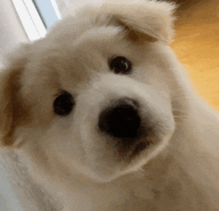 萌宠 狗狗 懵 呆萌 可爱