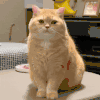 萌宠 猫咪 打哈欠 呆萌 可爱