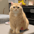 萌宠 猫咪 打哈欠 呆萌 可爱