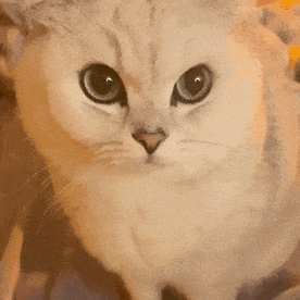 萌宠 猫咪 吃 呆萌 可爱