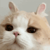 萌宠 猫咪 耳朵 呆萌 可爱