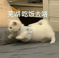 萌宠 猫咪 芜湖吃饭去咯 呆萌 可爱