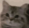 萌宠 猫咪 盯 呆萌 可爱