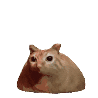 萌宠 猫咪 盯 呆萌 可爱