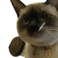 萌宠 猫咪 打你 呆萌 可爱