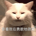 萌宠 猫咪 你看我在勇敢地微笑 呆萌 可爱
