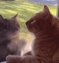 萌宠 猫咪 打你 呆萌 可爱