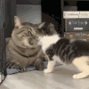 萌宠 猫咪 生气 呆萌 可爱