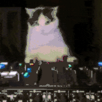 萌宠 猫咪 打碟 呆萌 可爱