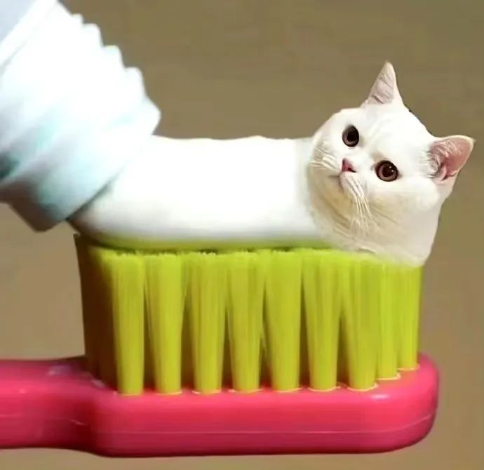 猫咪 牙膏猫咪 可爱 搞笑