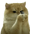 萌宠 猫咪 玩手机 呆萌 可爱