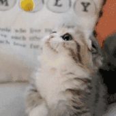 萌宠 猫咪 棒棒糖 呆萌 可爱
