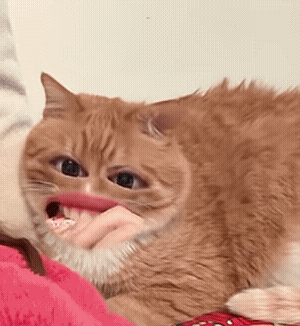 淑芬猫 猫咪 可爱 搞怪 抽象