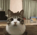 萌宠 猫咪 好奇 呆萌 可爱
