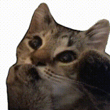 萌宠 猫咪 吃手 呆萌 可爱