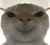 萌宠 猫咪 好奇 呆萌 可爱