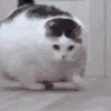 萌宠 猫咪 我来了 呆萌 可爱