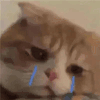 萌宠 猫咪 哭 呆萌 可爱
