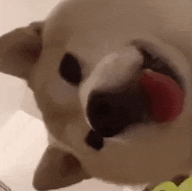 萌宠 狗 开心 呆萌 可爱