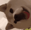萌宠 狗 开心 呆萌 可爱