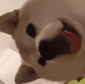 萌宠 狗 开心 呆萌 可爱