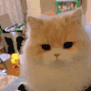 萌宠 猫咪 害羞 呆萌 可爱
