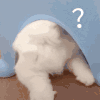 萌宠 猫咪 ？ 呆萌 可爱