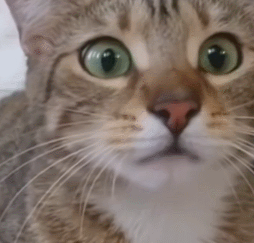 萌宠 猫咪 吃惊 呆萌 可爱