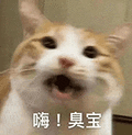 萌宠 猫咪 嗨臭宝 呆萌 可爱