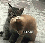 萌寵 貓咪 真生氣啦 呆萌 可愛(ài)