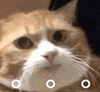 萌宠 猫咪 。。。 呆萌 可爱