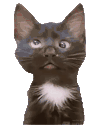 萌宠 猫咪 懵 呆萌 可爱