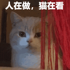 萌宠 猫咪 人在做 猫在看 呆萌 可爱