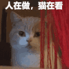 萌宠 猫咪 人在做 猫在看 呆萌 可爱