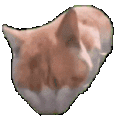萌宠 猫咪 吃 呆萌 可爱