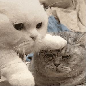 萌宠 猫咪 摸头 呆萌 可爱