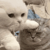 萌宠 猫咪 摸头 呆萌 可爱