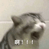 萌宠 猫咪 啊！！！ 呆萌 可爱