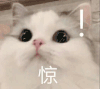 萌宠 猫咪 惊 呆萌 可爱