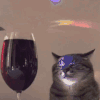 萌宠 猫咪 跳舞 呆萌 可爱