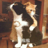 萌宠 猫咪 抱抱 呆萌 可爱