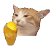 萌宠 猫咪 吃 呆萌 可爱